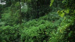 Звуки дождя в тропическом лесу  для сна или учебы Белый шум ливня (3 часа)