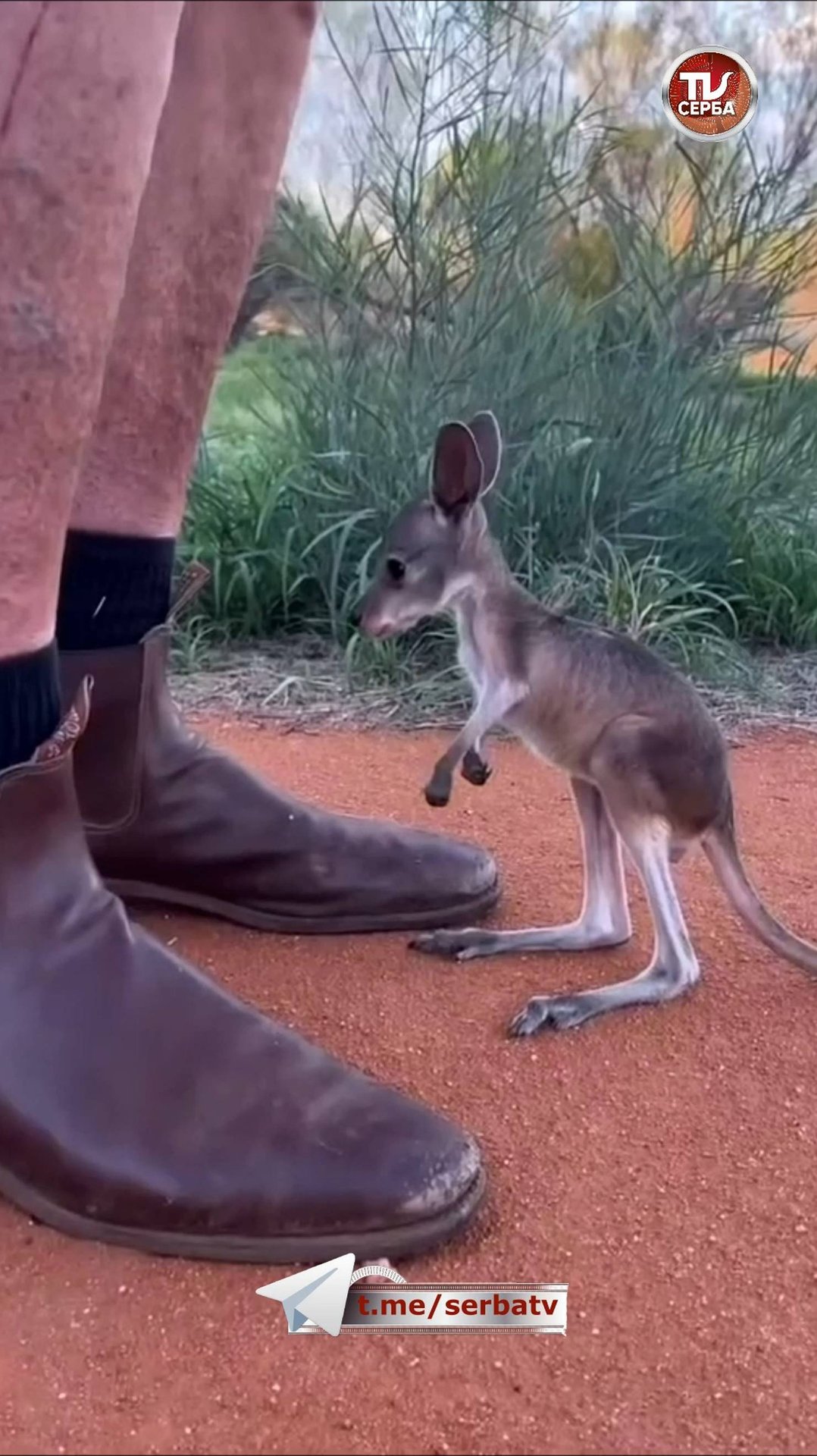 🦘Кенгуру такие милые 😍 смотреть онлайн