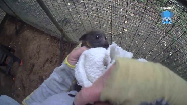 Transporting baby bats to their creche смотреть онлайн