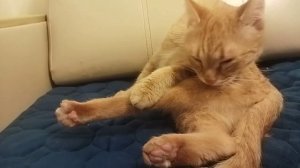 Рыжая кошка умывается