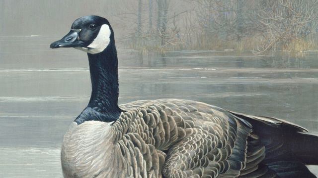 Ask Robert: Canada Geese - Nesting смотреть онлайн
