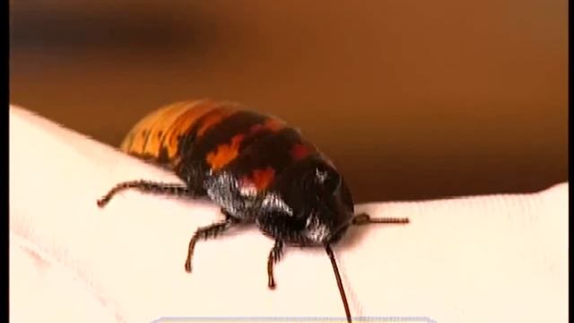 Галилео | Тараканьи бега Cockroach running смотреть онлайн