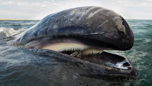 [Baleen Whale] Baleen Whale Feeding || Baleen Whale Eating || Baleen Whale Teeth