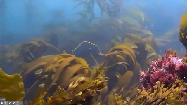 Pacific Ocean ~ Fish swimming in kelp beds ~ video courtesy of NPS смотреть онлайн