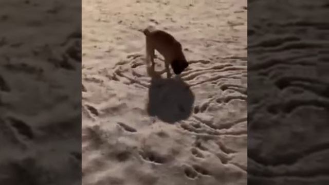 #ржач #позитив #ржака #лол смотреть онлайн