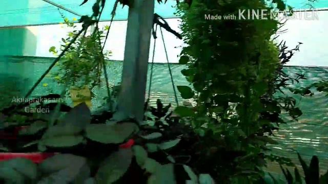 Vertical garden setup in our terrace/easy method/ small hanging pots/ indoor plants/ смотреть онлайн
