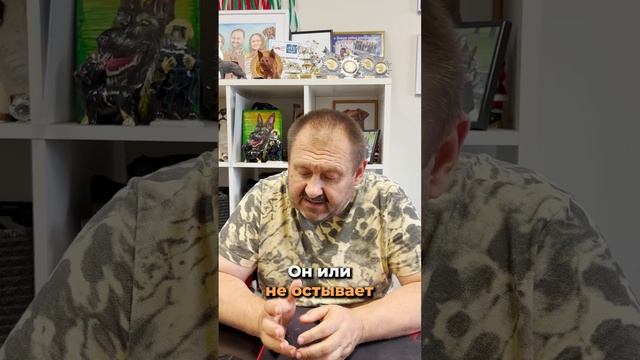 Здоровье КОРОТКОМОРДЫХ собак. КТО ИХ ПРИДУМАЛ? Зачем? #дрессировка #дрессировкасобаки смотреть онлайн