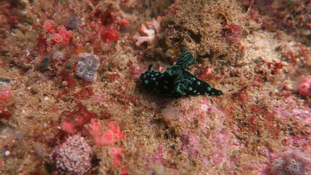 Raja Ampat Snorkeling On The South Side Of Aljui Passage 2024