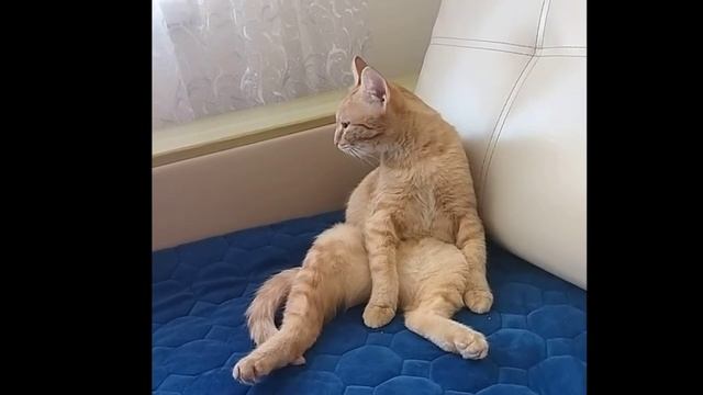 Кошка сидит на попе как человек. Рыжая кошка смотреть онлайн