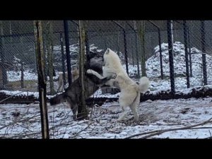 Объятия Волков после долгой разлуки. Как Акела отреагировал на стерилизованную Фурию⁉️