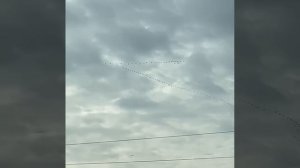 утки летят клином