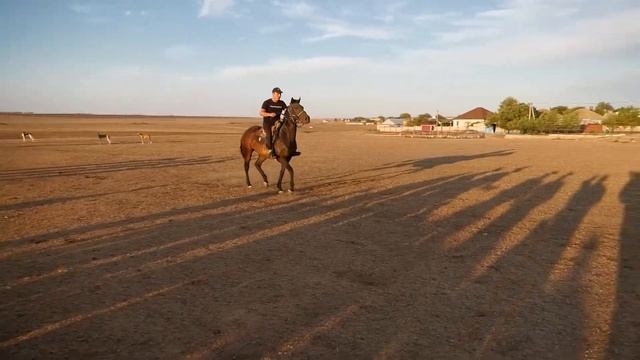 Конные состязания на свадьбе у Ансара и Айзы 13 08 2020 г смотреть онлайн