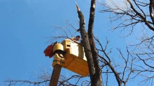 Опиловка деревьев в городе (www.pro-alpinizm.ru)