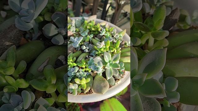 Размножение суккулентов листом смотреть онлайн