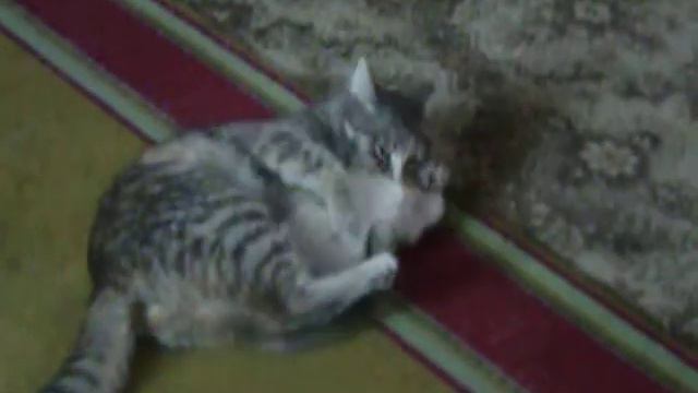 Кошка воспитывает котёнка смотреть онлайн