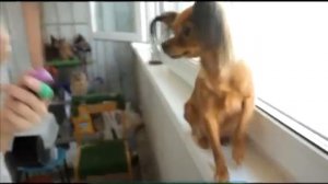 Галилео. Животные в рекламе (часть 3)