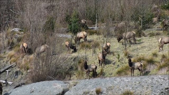 Elwha River at former Lake Mills - March 22, 2020 смотреть онлайн