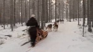 Галилео. Хаски