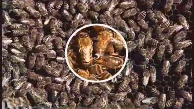 Галилео. Пасечник