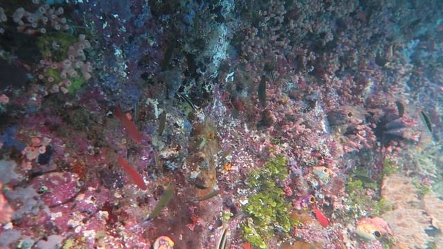 Raja Ampat Snorkeling Fam Wall 2024