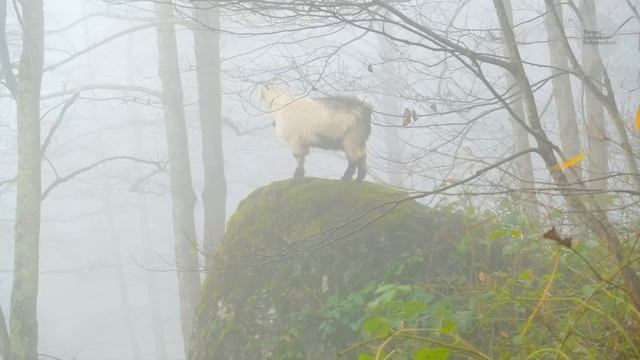Sisli Ormanda Keçi Çobanlığı | Belgesel ▫️4K▫️