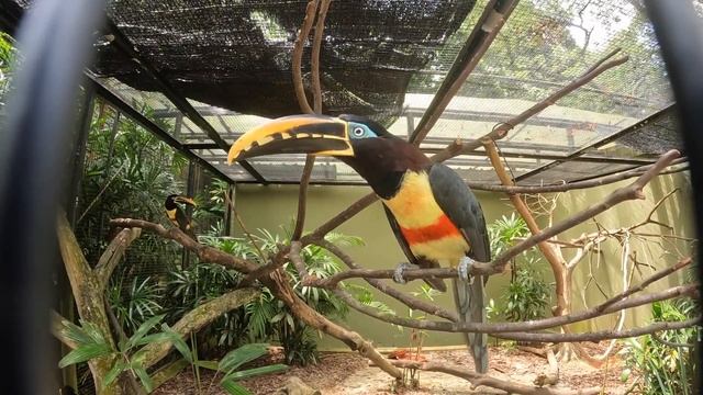 In Memories of Jurong Bird Park смотреть онлайн