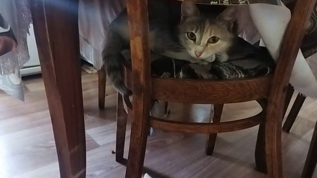 Кошка прячется от котенка смотреть онлайн