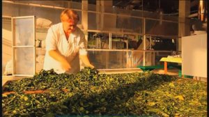 Галилео. Северный чай (часть 2)