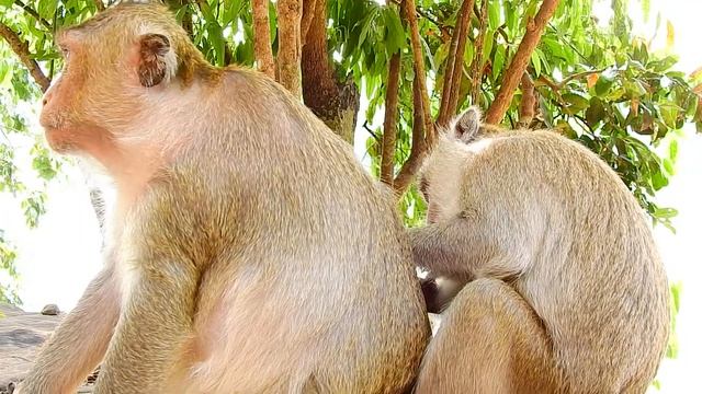 That Nice Young Female Monkey Come To Offer Best Grooming And Finding Lice For Big Male Monkey