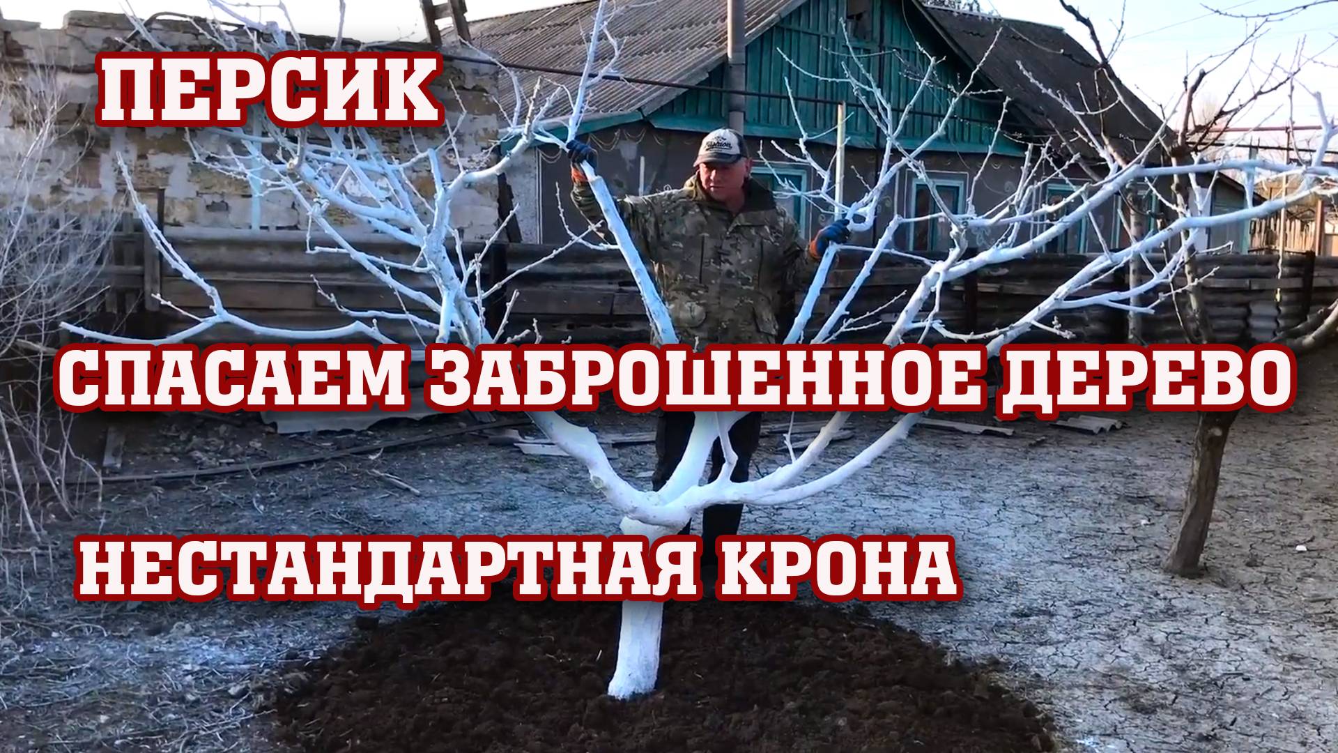 Обрезка нестандартного персика ⧸ Спасаем дерево !!! смотреть онлайн
