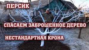 Обрезка нестандартного персика ⧸ Спасаем дерево !!!