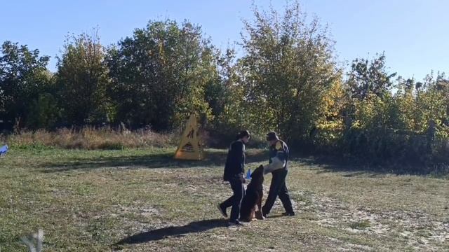 1 Отл. КЧК Зависть Богов ШЕНОН +++ №15 / КЧК РОСТОВ-НА-ДОНУ 29 сентября`24