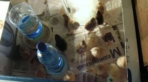 Первые часы после вылупления цыплят