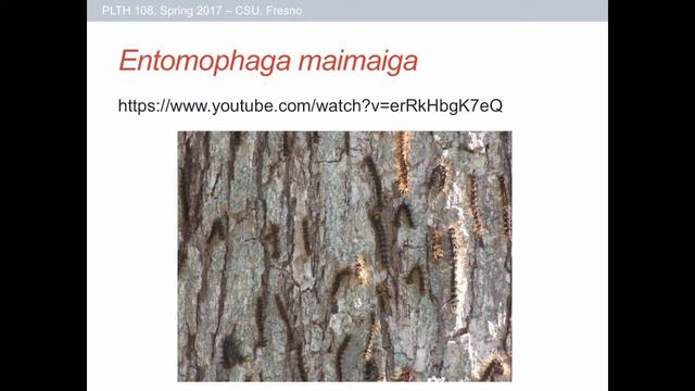 PLTH 108 - Lecture 15 - Biological Control смотреть онлайн