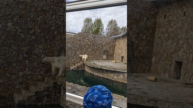 Ленинградский зоопарк ,,Белый медведь,,. смотреть онлайн
