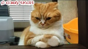 Приколы с котами! С ОЗВУЧКОЙ! Смешные коты и собаки! Самые смешные животные с озвучкой!