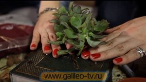 Галилео. Взлом быта (6 серия)