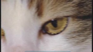 Галилео. Глаза (часть 2)