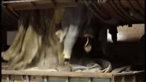 Галилео. Перчатки сварщика