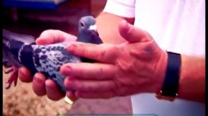 Галилео. Голуби (часть 1)