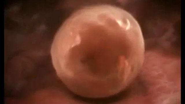 Birth Process   Pregnancy Stages