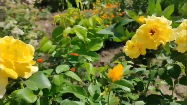 Жёлтые розы💛 смотреть онлайн