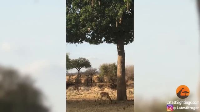 Leopard Jumps on Impala From Tree! смотреть онлайн