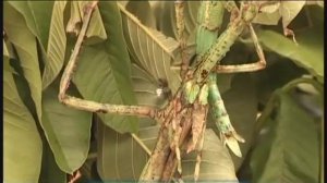 Галилео. Экзотические животные