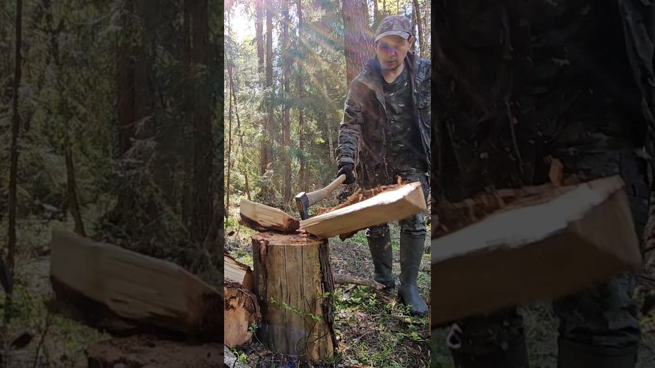 Скопа и трухлявая сосна. смотреть онлайн