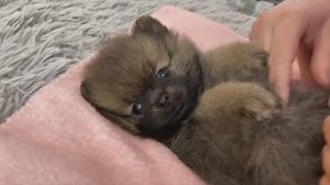 Как вычесывать расчесывать Щенков Шпица.