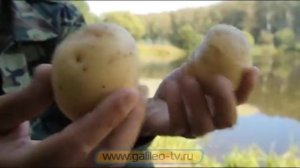 Галилео. Уха