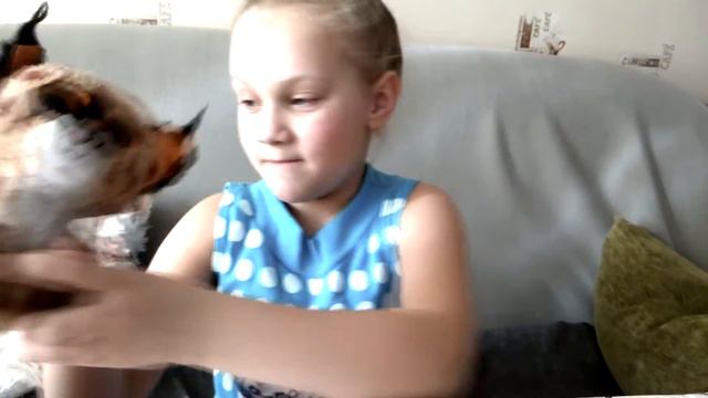 Мои игрушки из коллекции beanie boos смотреть онлайн