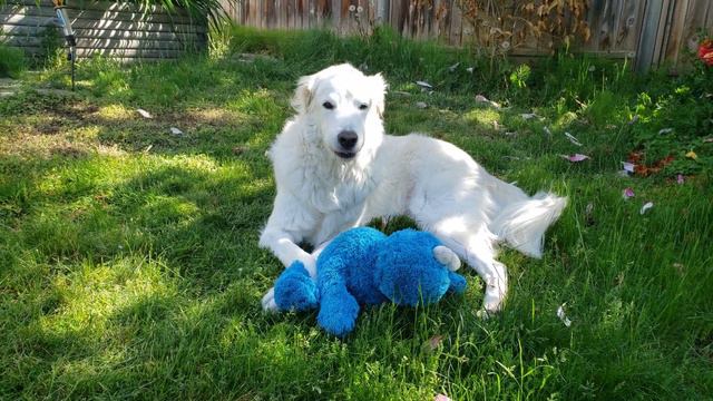 Teemo and Kaws X Uniqlo Cookie monster смотреть онлайн