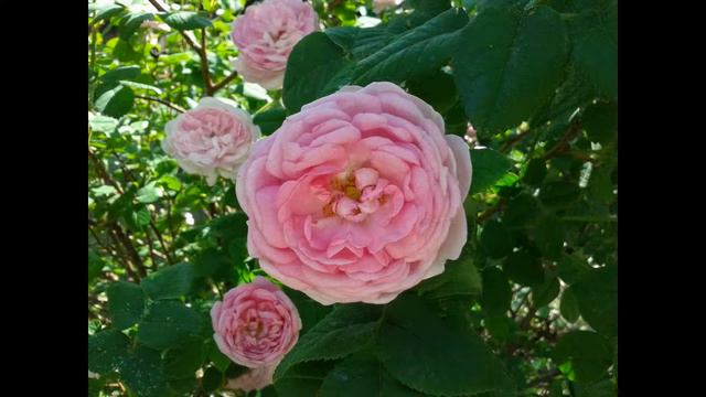 И.С.Бах и Природа, прекрасная музыка. Toccata in D minor. смотреть онлайн